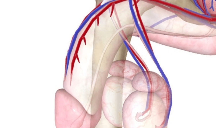 poor blood supply to the penis