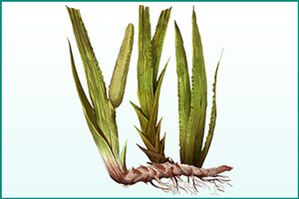 Calamus general strengthener and power enhancer